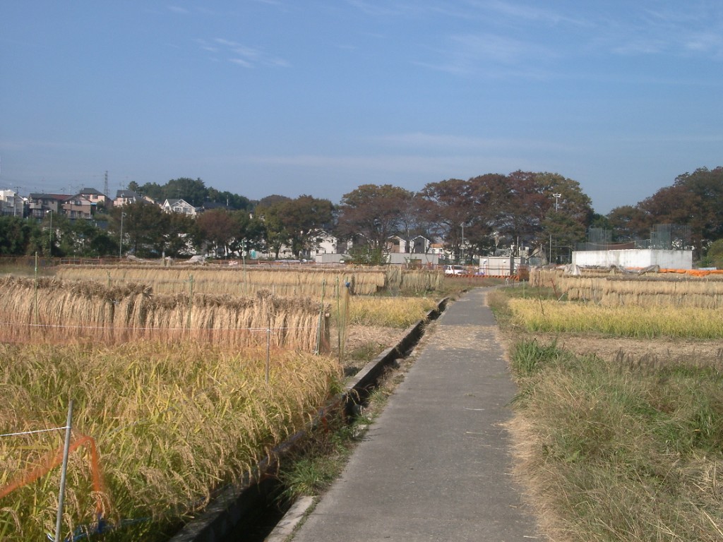 IMGP2403 あきる野市・草花 IMGP2403 あきる野市・草花